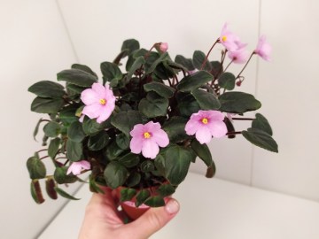 розетка Hot Pink Bells трейлер взрослая